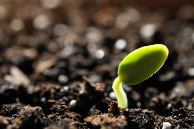 Little green seedling growing in soil, closeup. Space for text