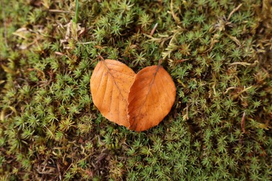 Photo of Heart made of fallen autumn leaves on green plants, flat lay