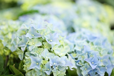 Photo of Beautiful blue hydrangea flowers, closeup. Tropical plant