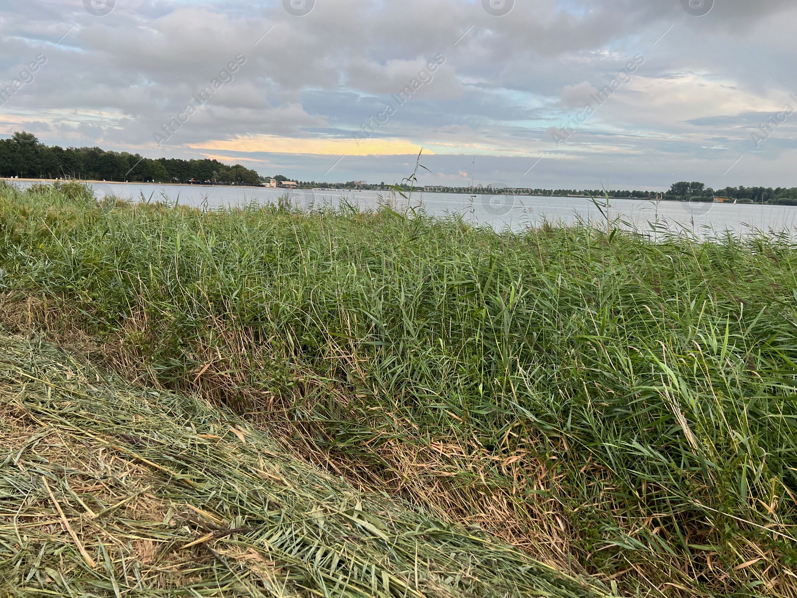 Photo of Picturesque view of river reeds and cloudy sky