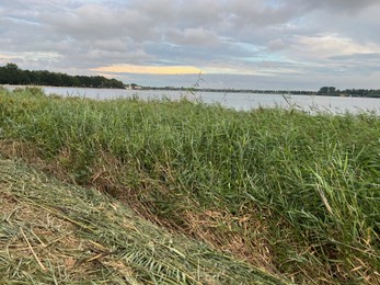 Picturesque view of river reeds and cloudy sky