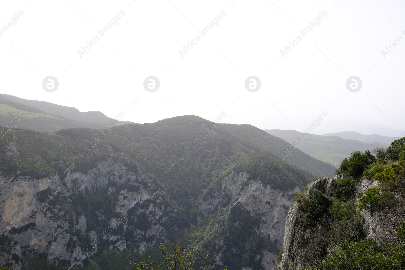 Photo of Picturesque view of green forest in mountains