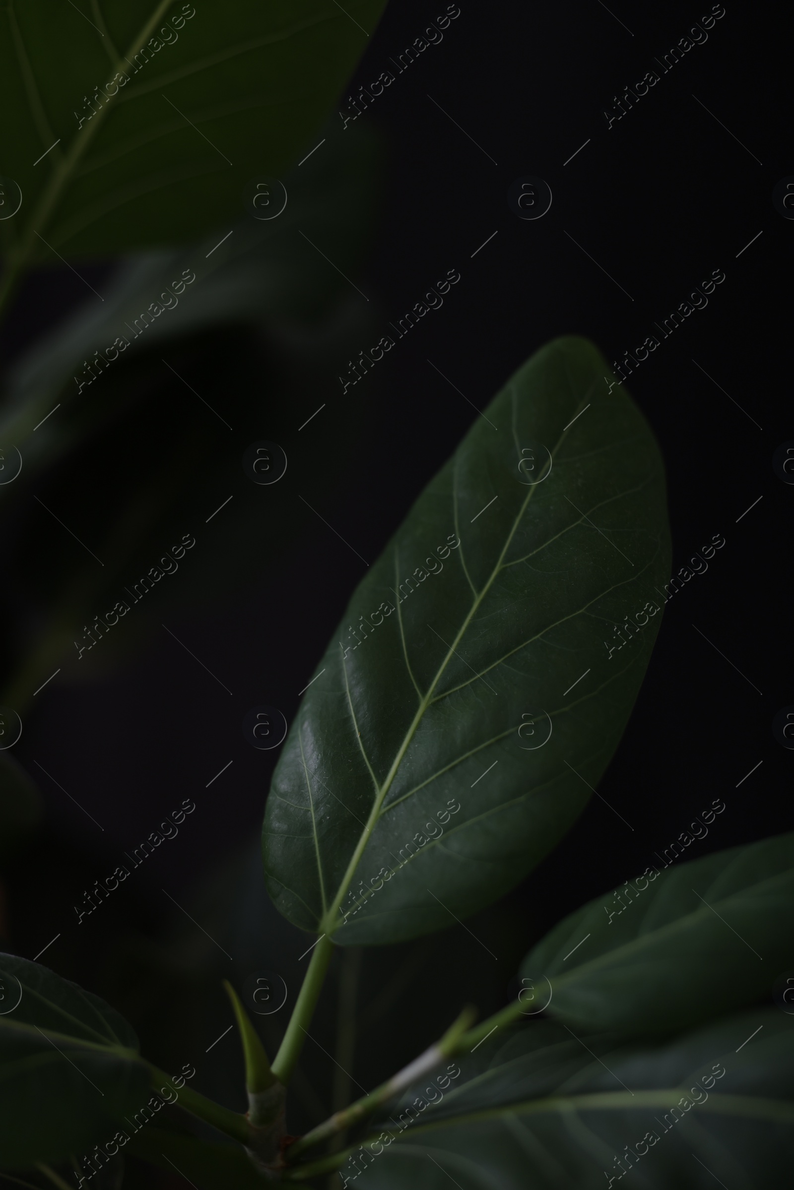 Photo of Plant with fresh green leaves on black background, closeup