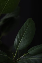 Plant with fresh green leaves on black background, closeup