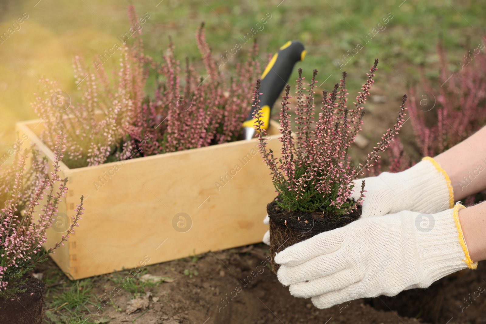 Photo of Woman planting flowering heather shrub outdoors, closeup