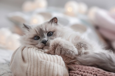 Photo of Cute cat with knitted blanket in basket at home. Warm and cozy winter