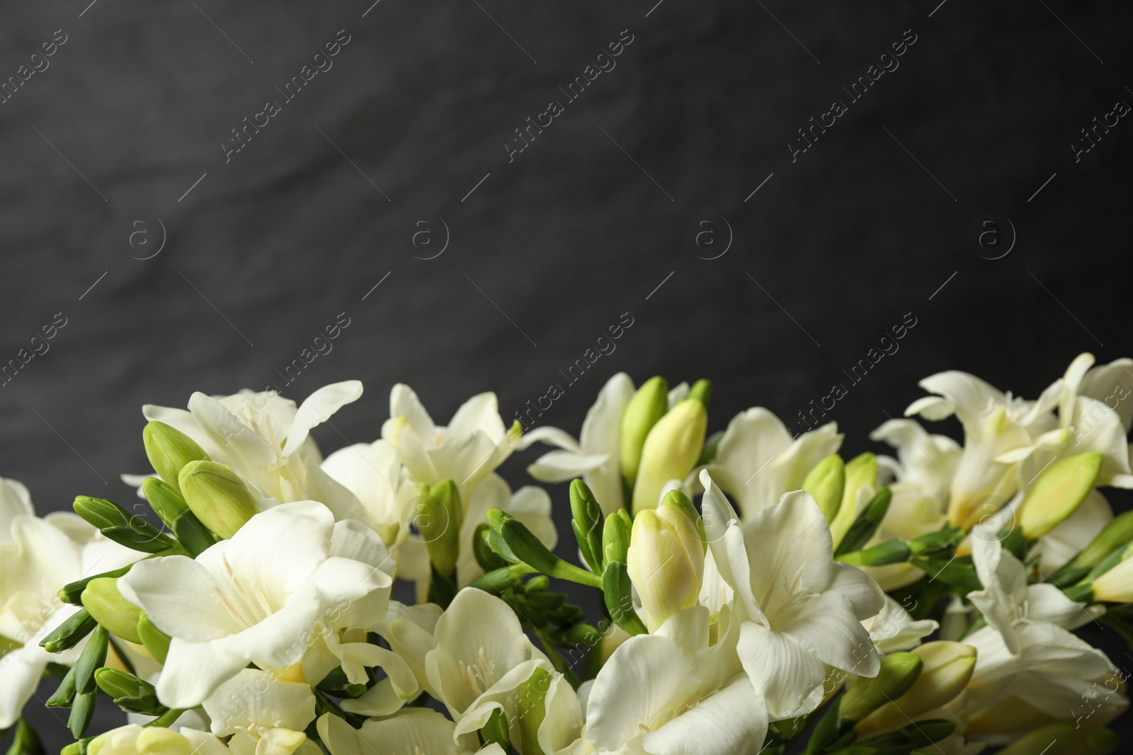 Photo of Beautiful freesia flowers on black background, closeup