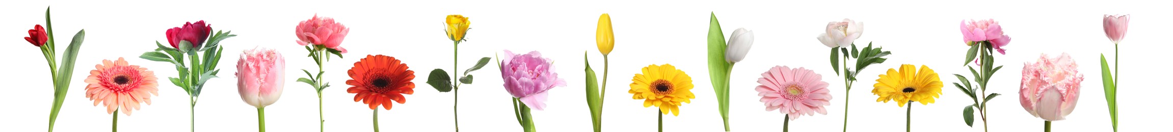 Image of Different beautiful flowers isolated on white, set