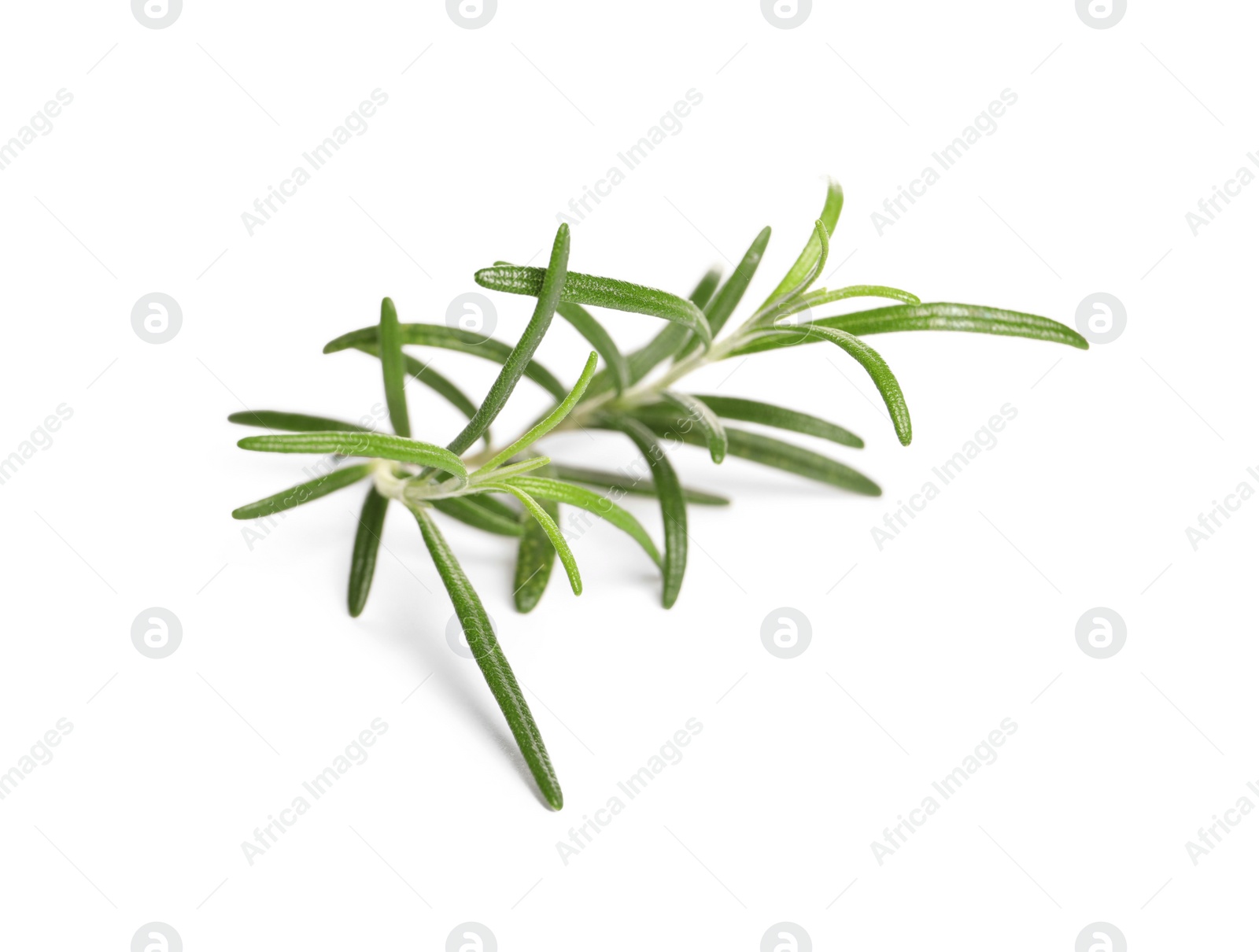 Photo of Sprig of fresh rosemary isolated on white