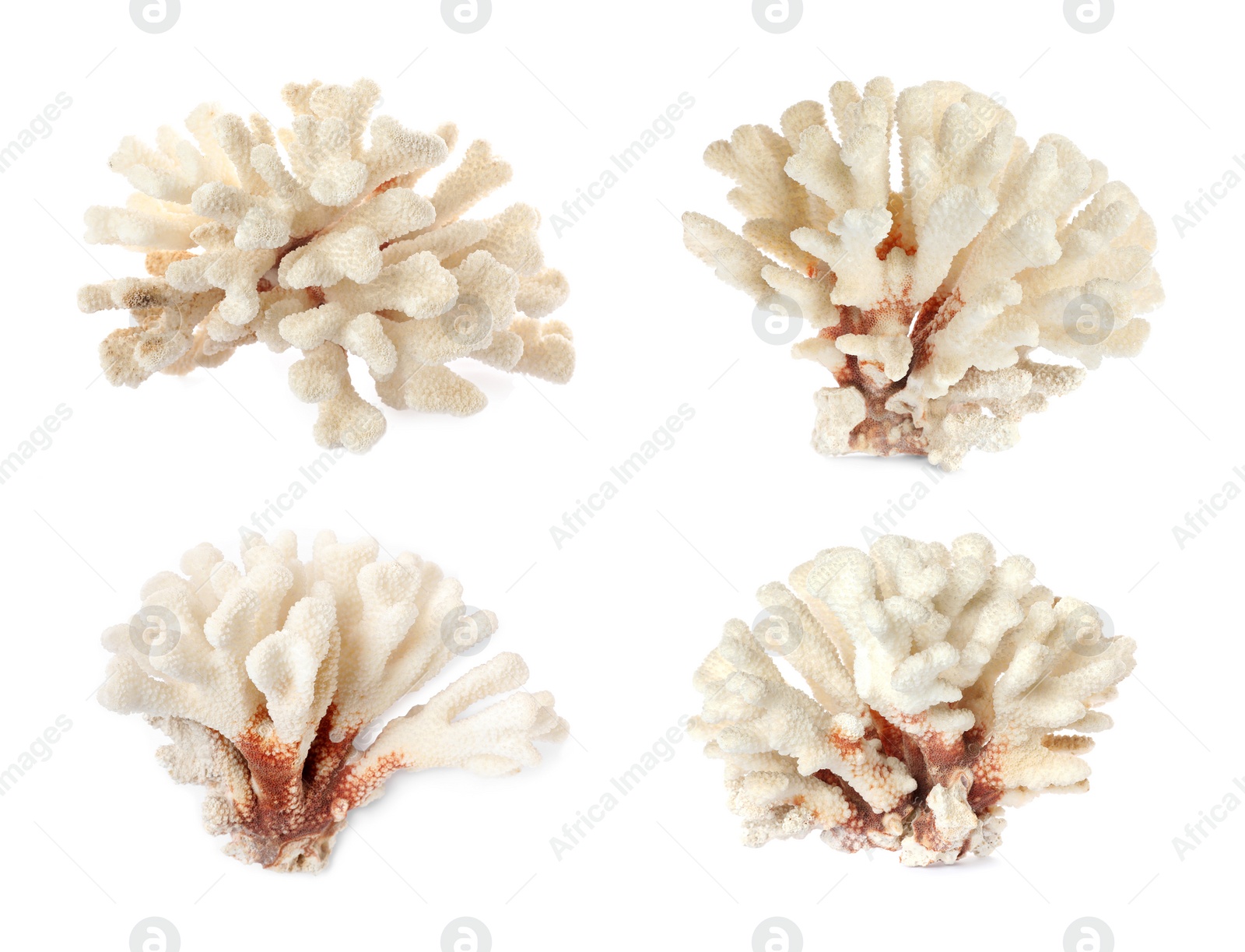 Image of Set with beautiful corals on white background 