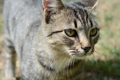 Photo of Lonely stray cat outdoors, closeup. Homeless pet