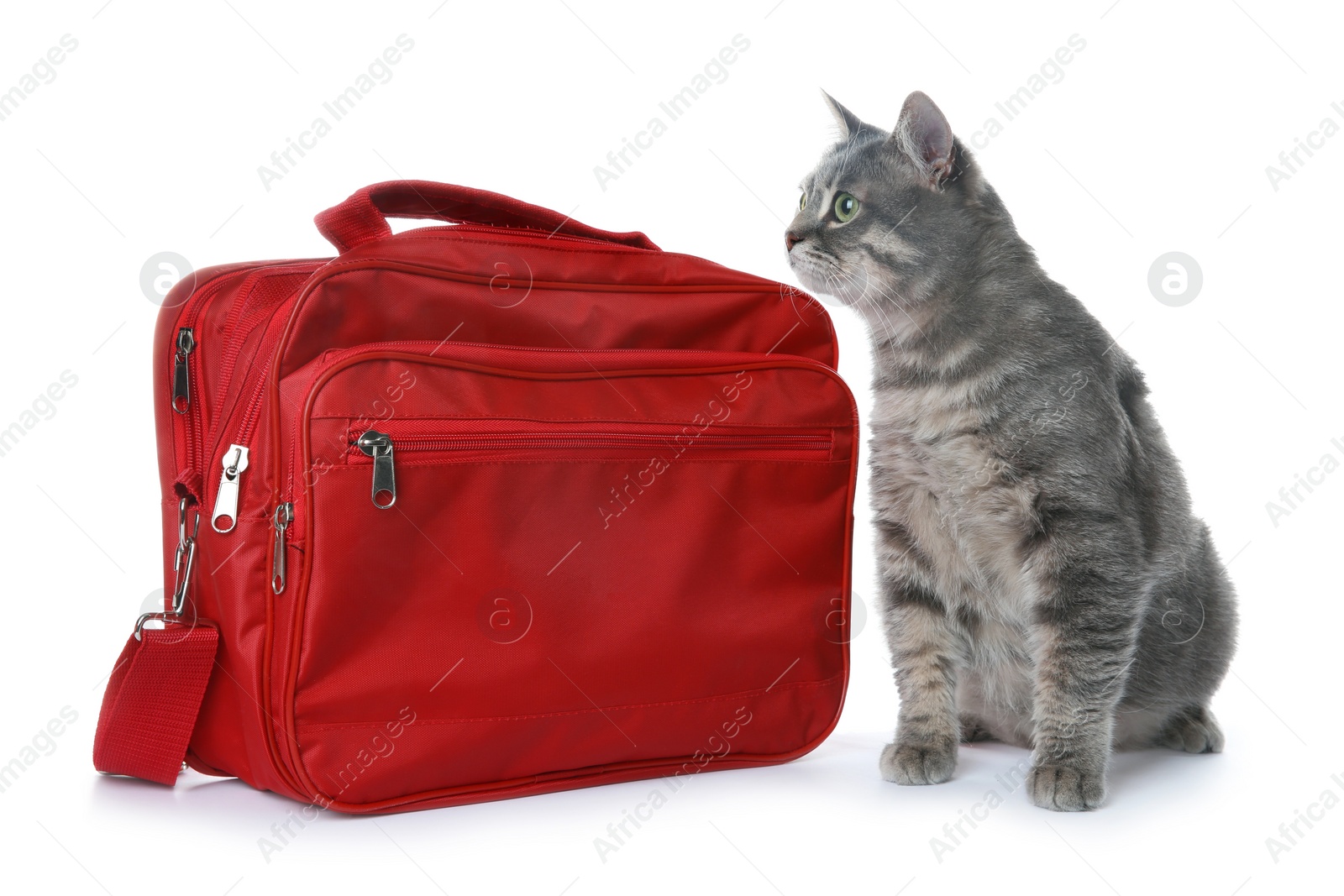 Photo of First aid kit and cute cat on white background. Animal care