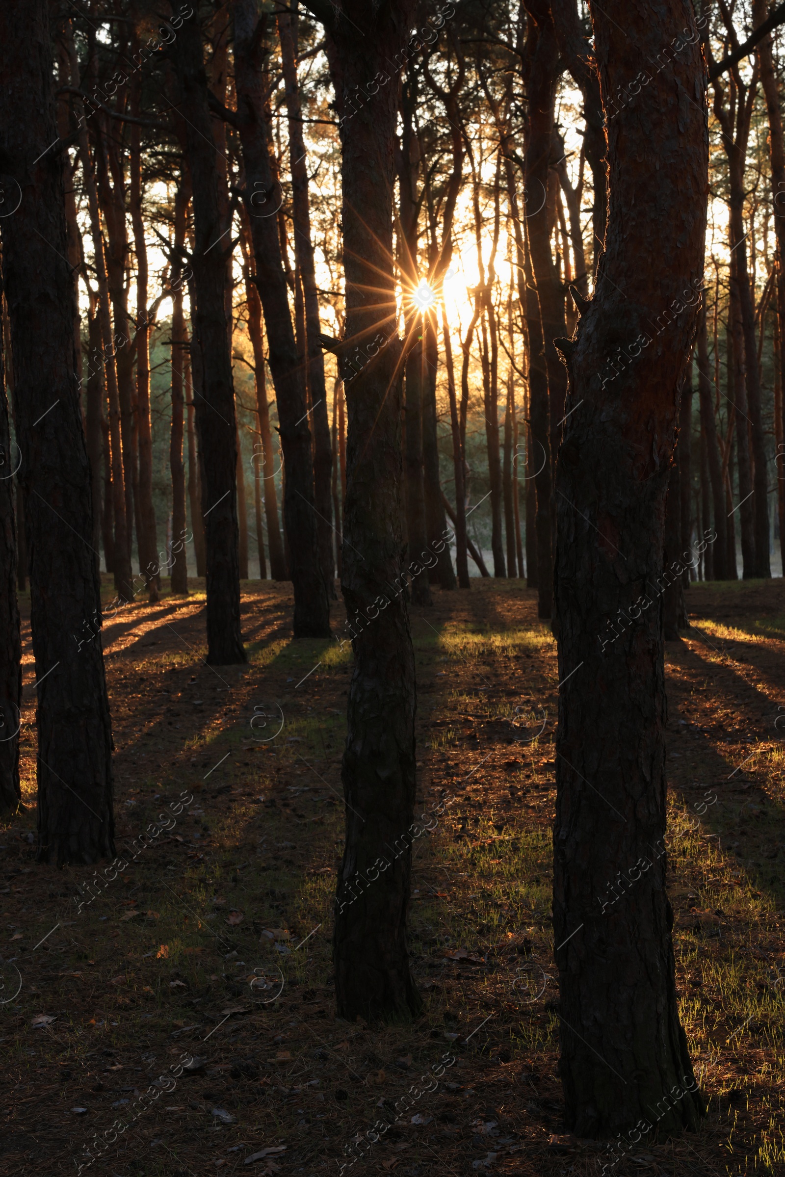 Photo of Beautiful view of conifer forest at sunset