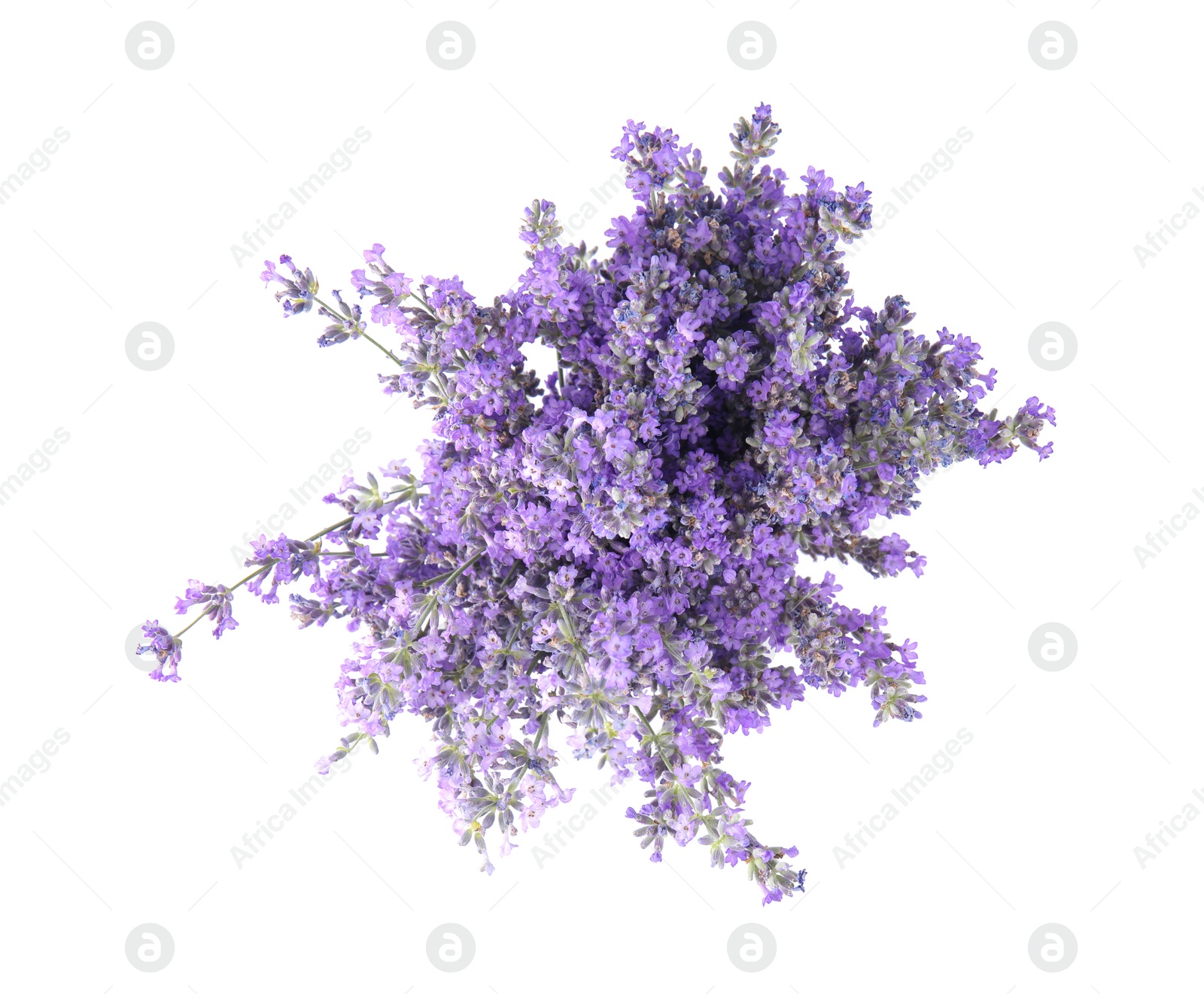 Photo of Beautiful tender lavender flowers on white background, top view