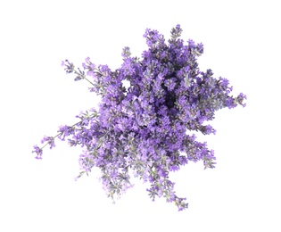 Beautiful tender lavender flowers on white background, top view