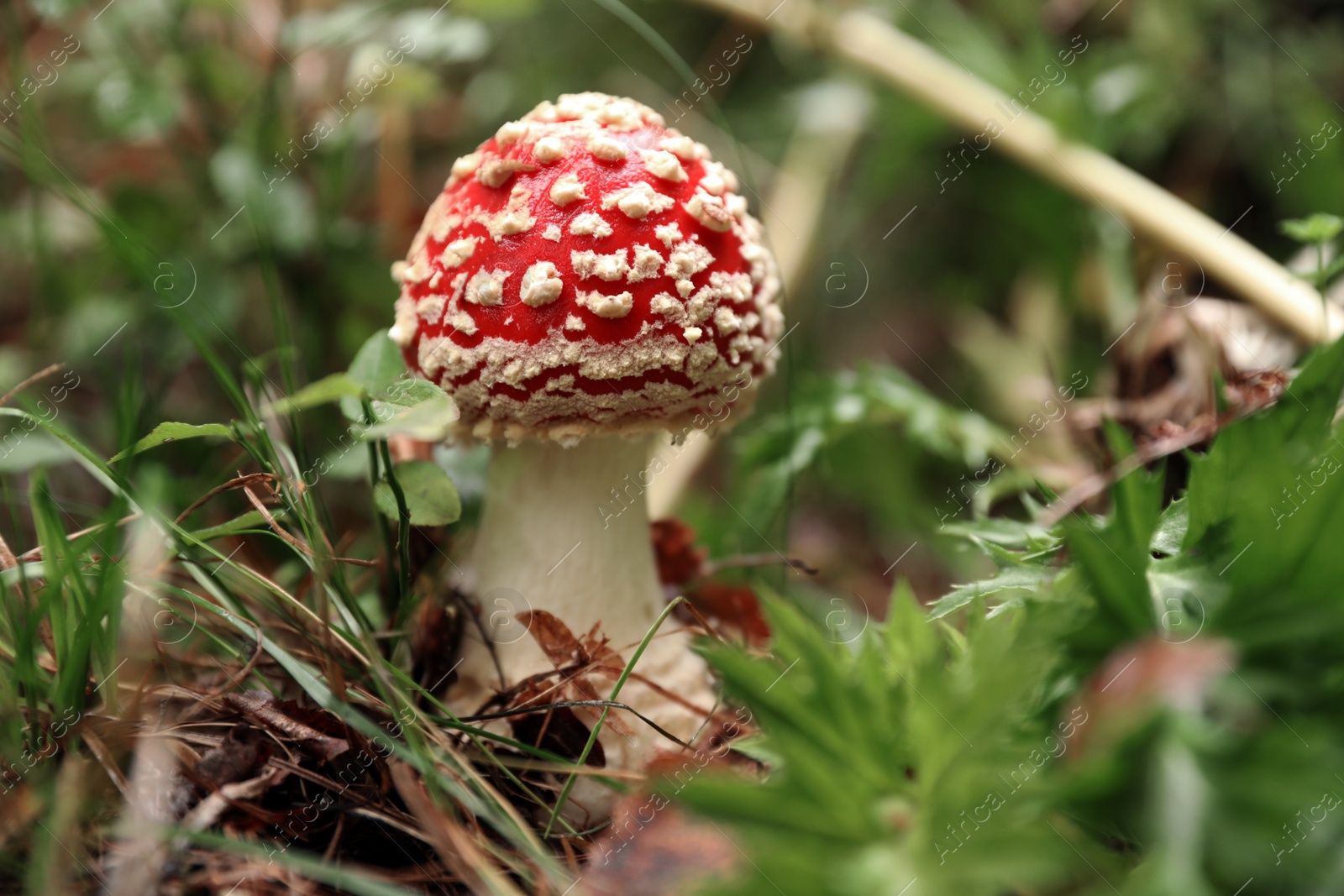 Photo of Fresh wild mushroom growing in forest, closeup. Space for text