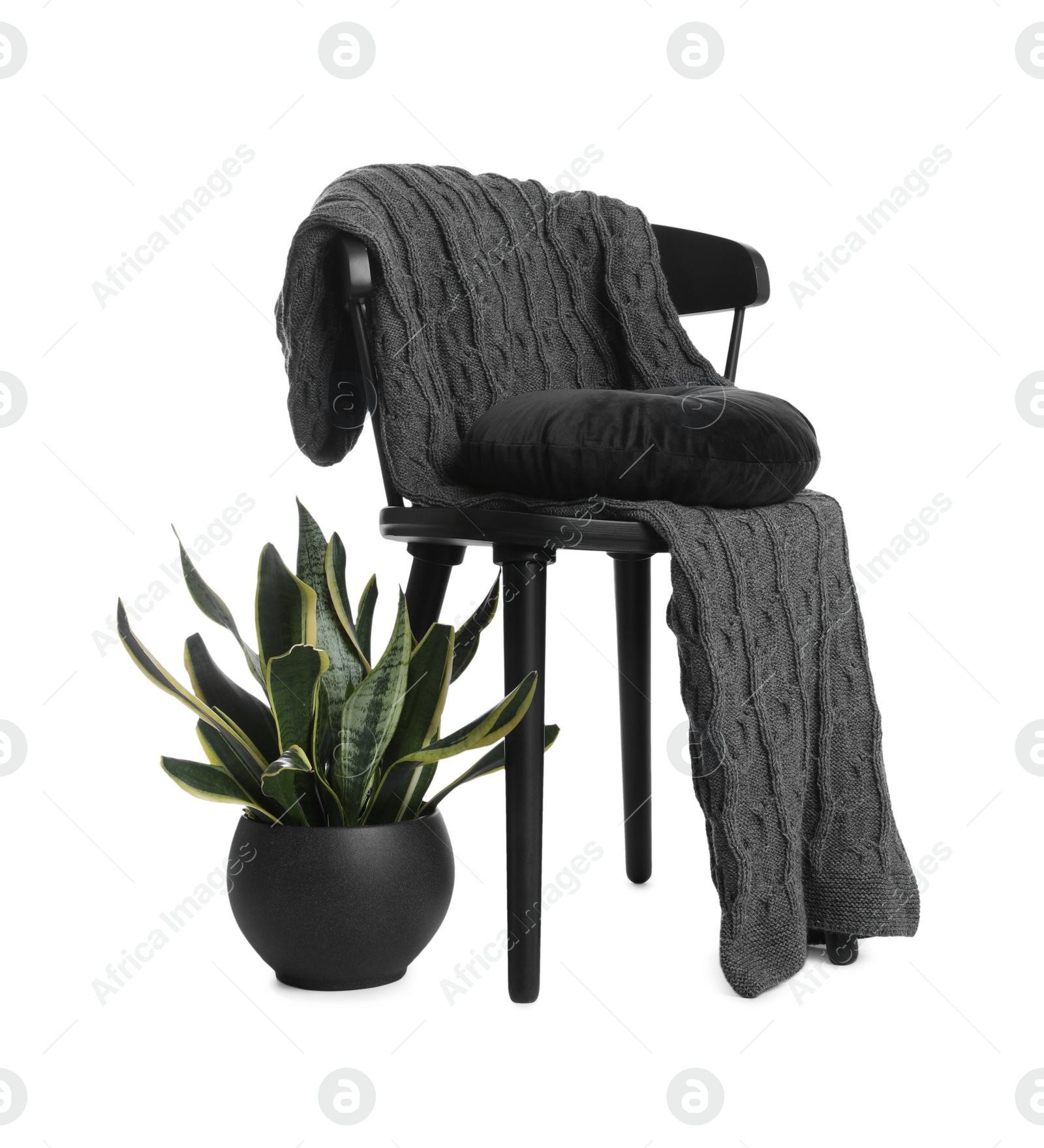 Photo of Black wooden chair with grey knitted plaid, pillow and houseplant in pot isolated on white