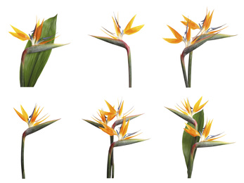 Set with beautiful Bird of Paradise tropical flowers on white background 