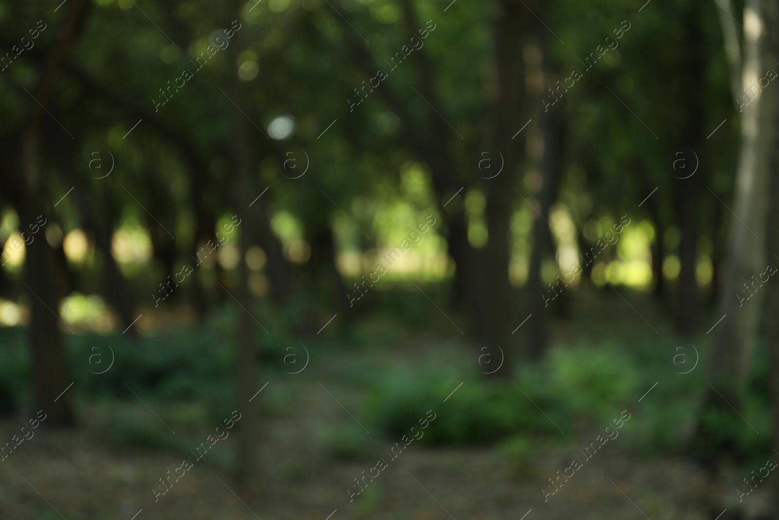 Photo of Blurred view of park with green trees