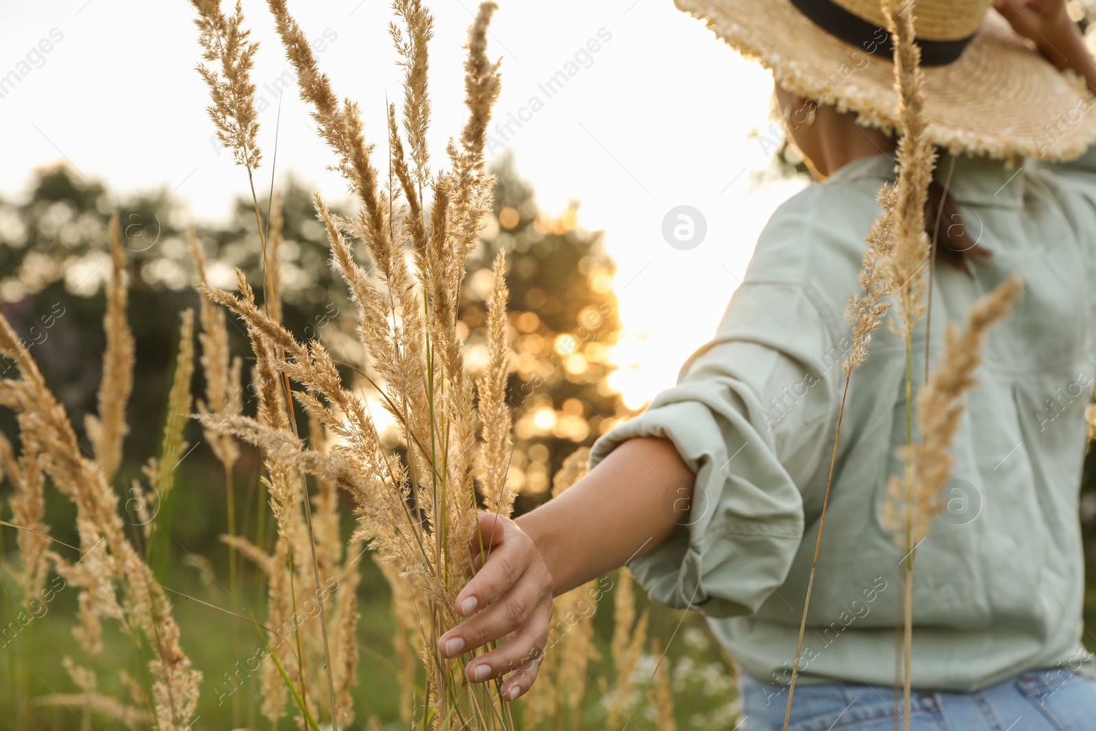 Photo of Woman walking through meadow and touching reed grass outdoors, selective focus