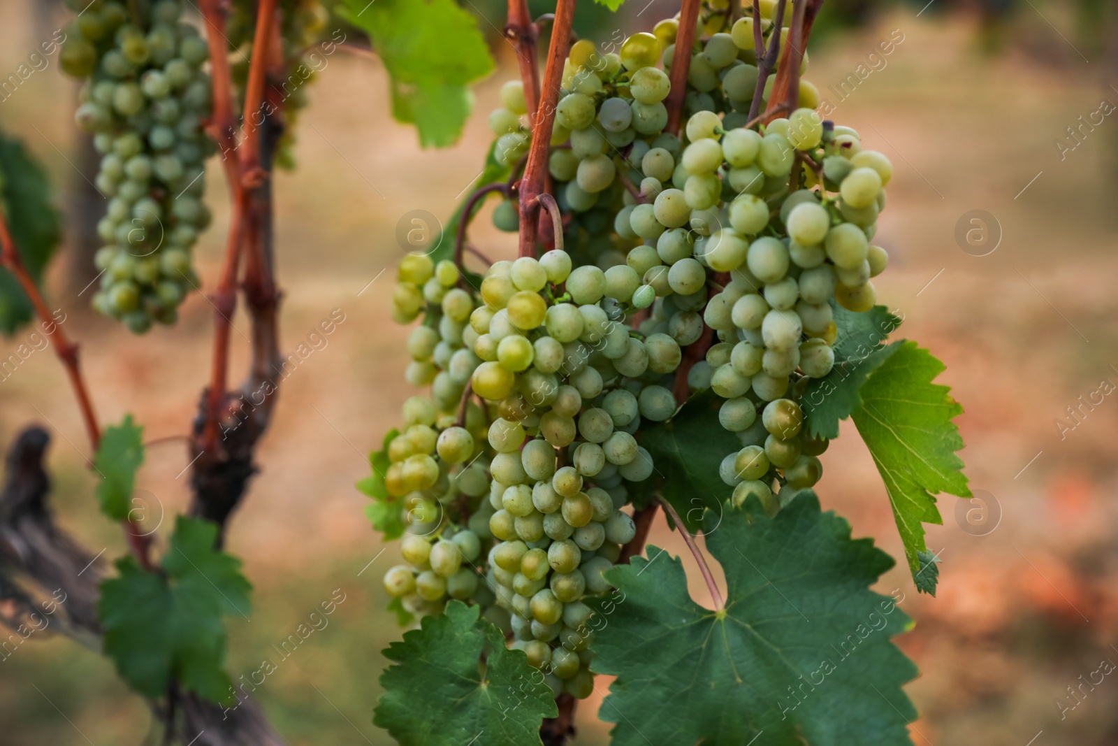 Photo of Bunch of ripe juicy grapes on branch in vineyard