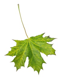 Photo of One maple leaf isolated on white. Autumn season