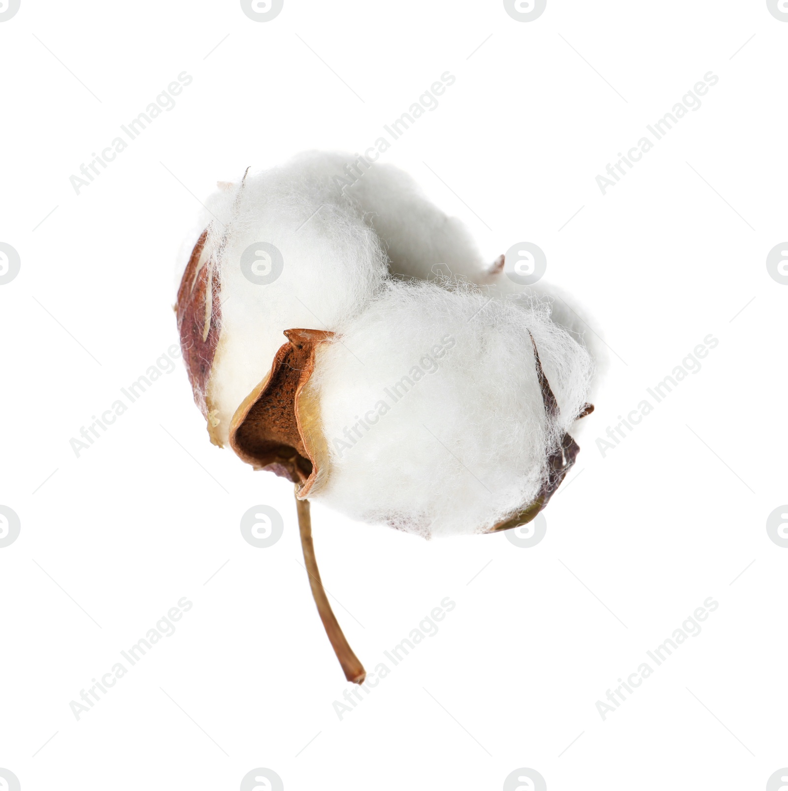 Photo of Beautiful fluffy cotton flower isolated on white