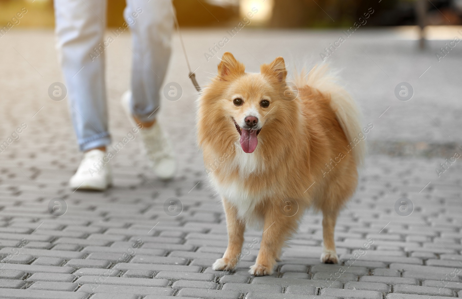 Photo of Woman with her cute dog walking on city street. closeup