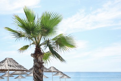 Beautiful palm tree on sea beach at resort