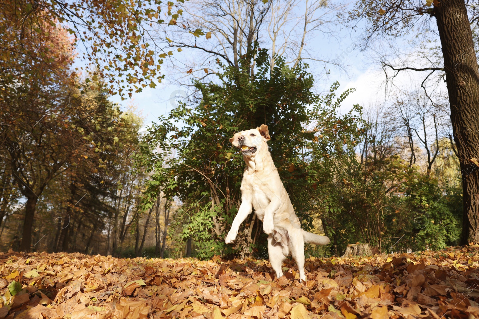 Photo of Cute Labrador Retriever dog jumping in sunny autumn park