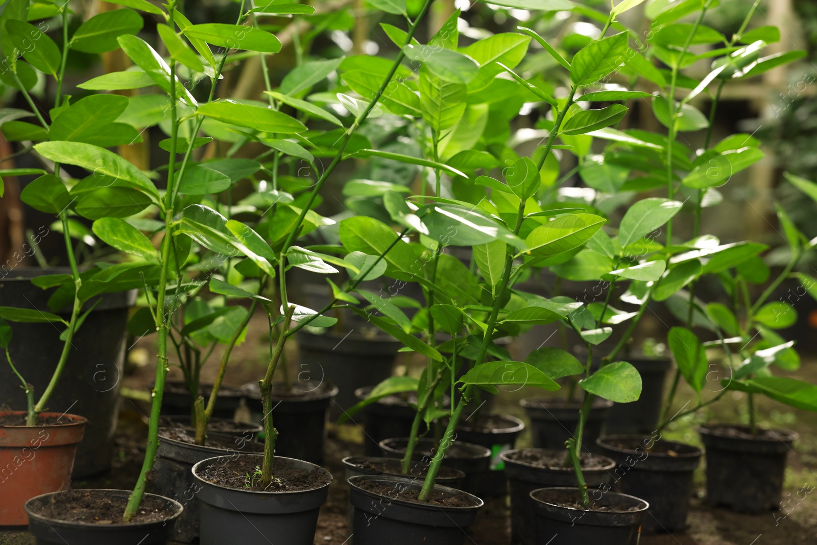 Photo of Many different beautiful potted plants in greenhouse