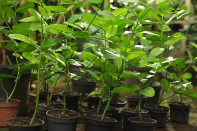 Photo of Many different beautiful potted plants in greenhouse