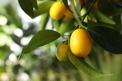 Photo of Kumquat tree with ripening fruits outdoors, closeup