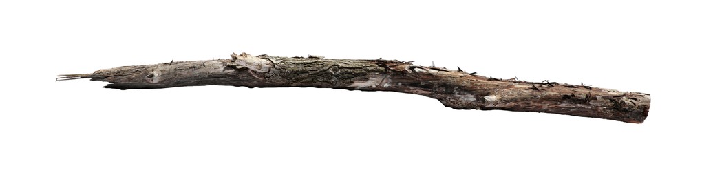 Photo of Old dry tree branch isolated on white