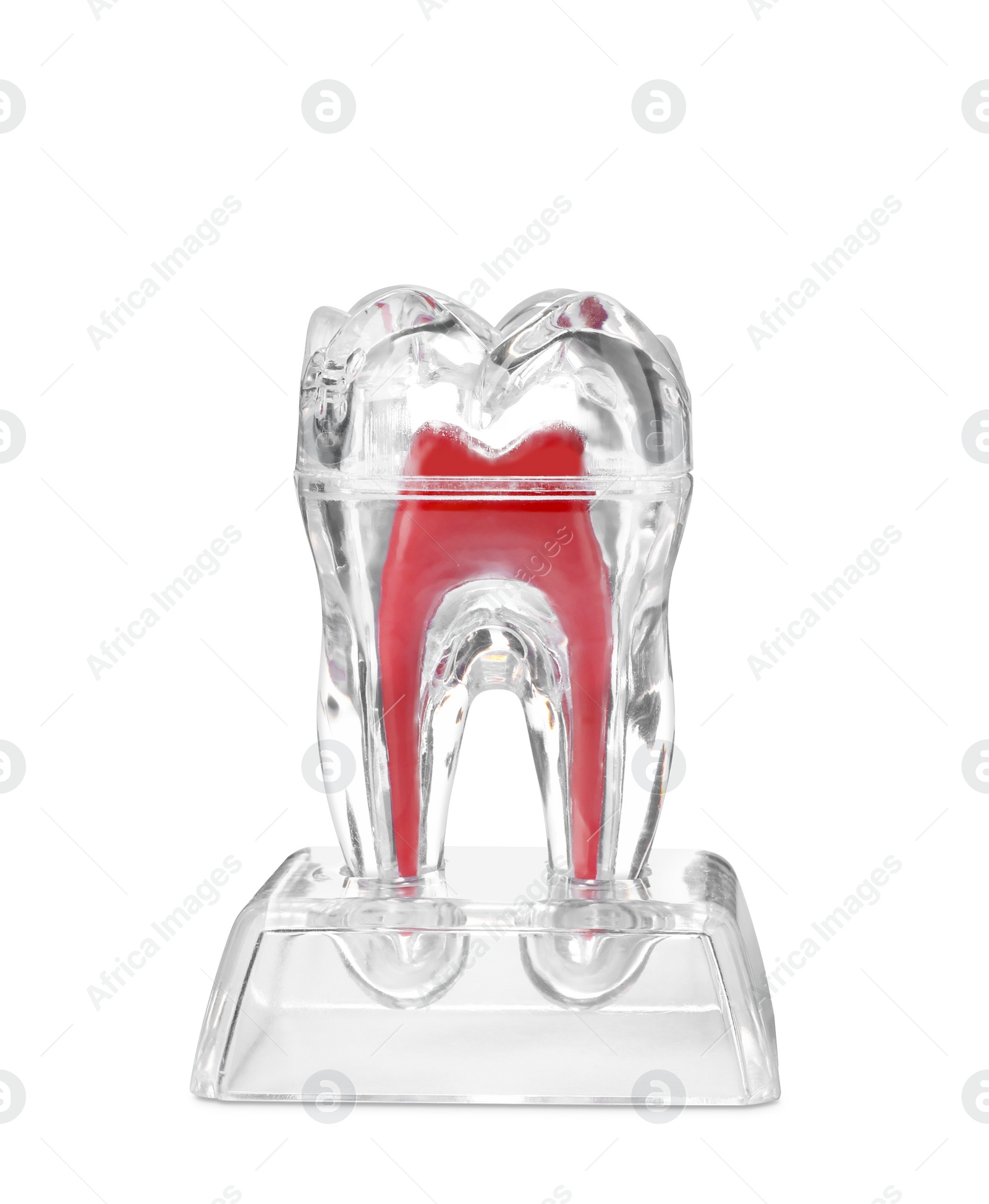 Photo of Plastic molar tooth model on white background. Medical item