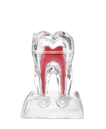 Photo of Plastic molar tooth model on white background. Medical item