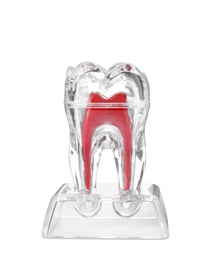 Plastic molar tooth model on white background. Medical item