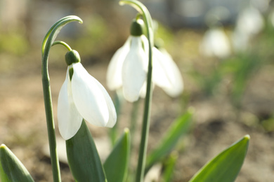 Photo of Beautiful blooming snowdrops in garden, closeup. First flowers