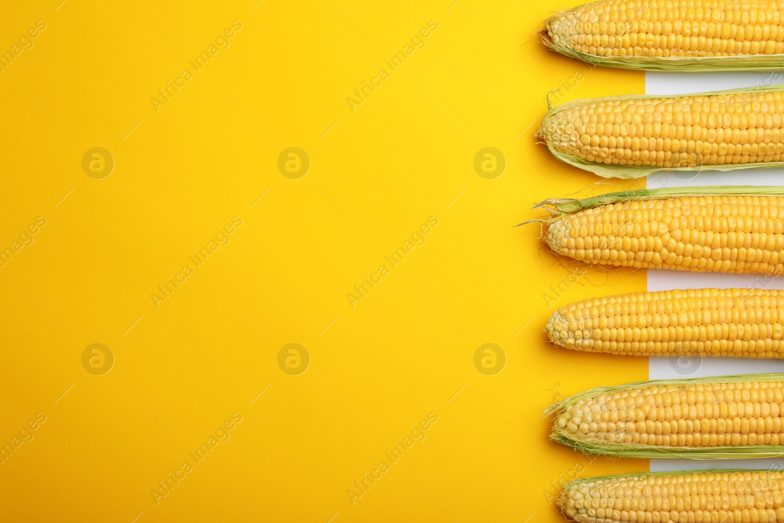 Photo of Flat lay composition with tasty sweet corn cobs on color background