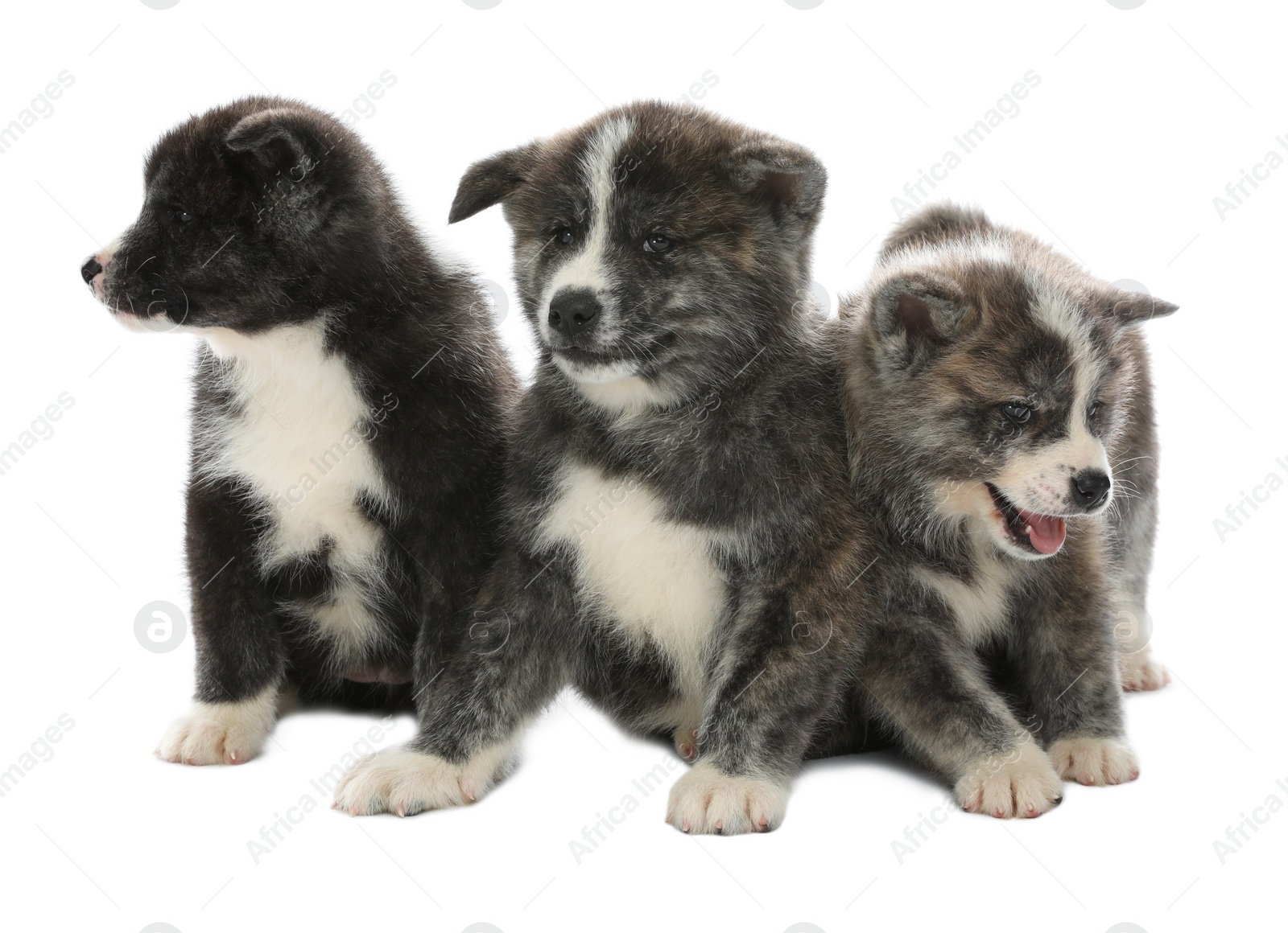 Photo of Cute Akita inu puppies on white background. Friendly dogs