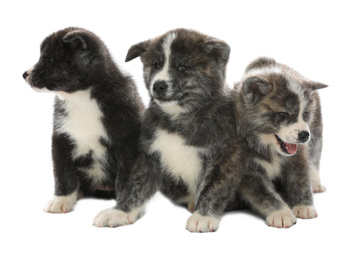 Cute Akita inu puppies on white background. Friendly dogs