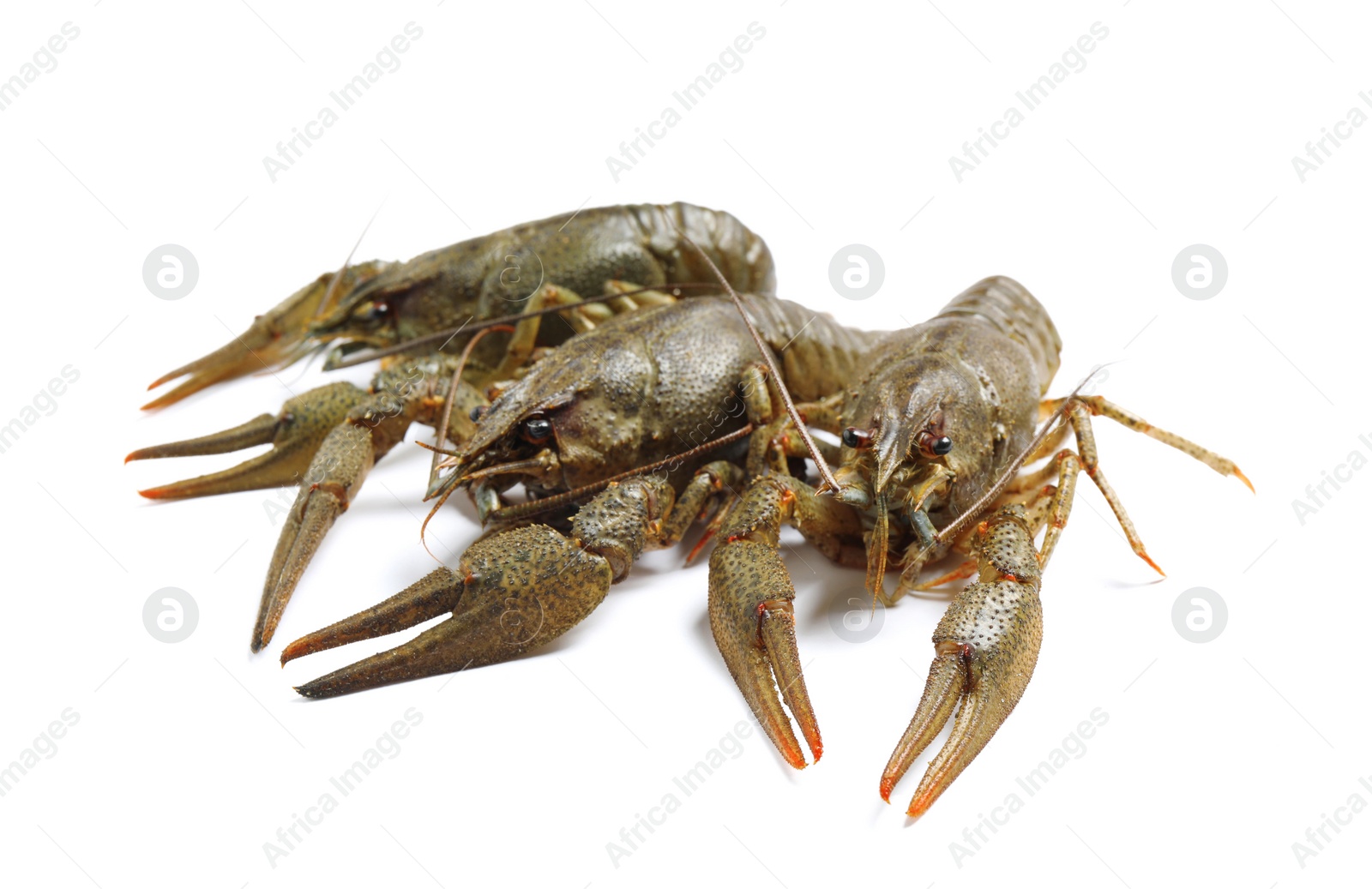 Photo of Fresh raw crayfishes isolated on white. Healthy seafood