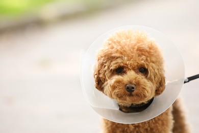 Cute Maltipoo dog with Elizabethan collar outdoors, closeup. Space for text