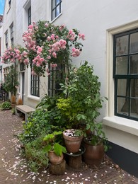 Beautiful building and plants on sunny day