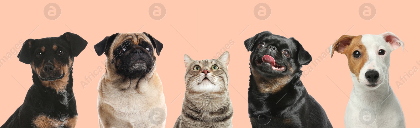 Image of Cute funny cats and dogs on pink background. Banner design