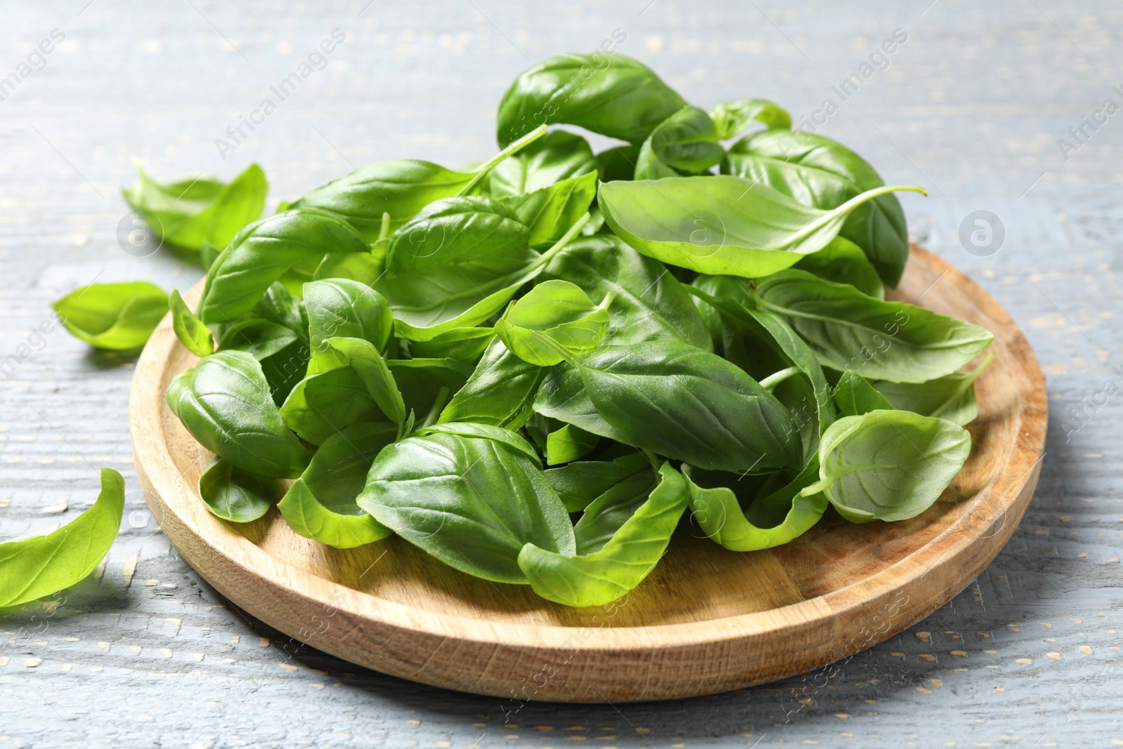 Photo of Fresh green basil on light grey wooden table, closeup