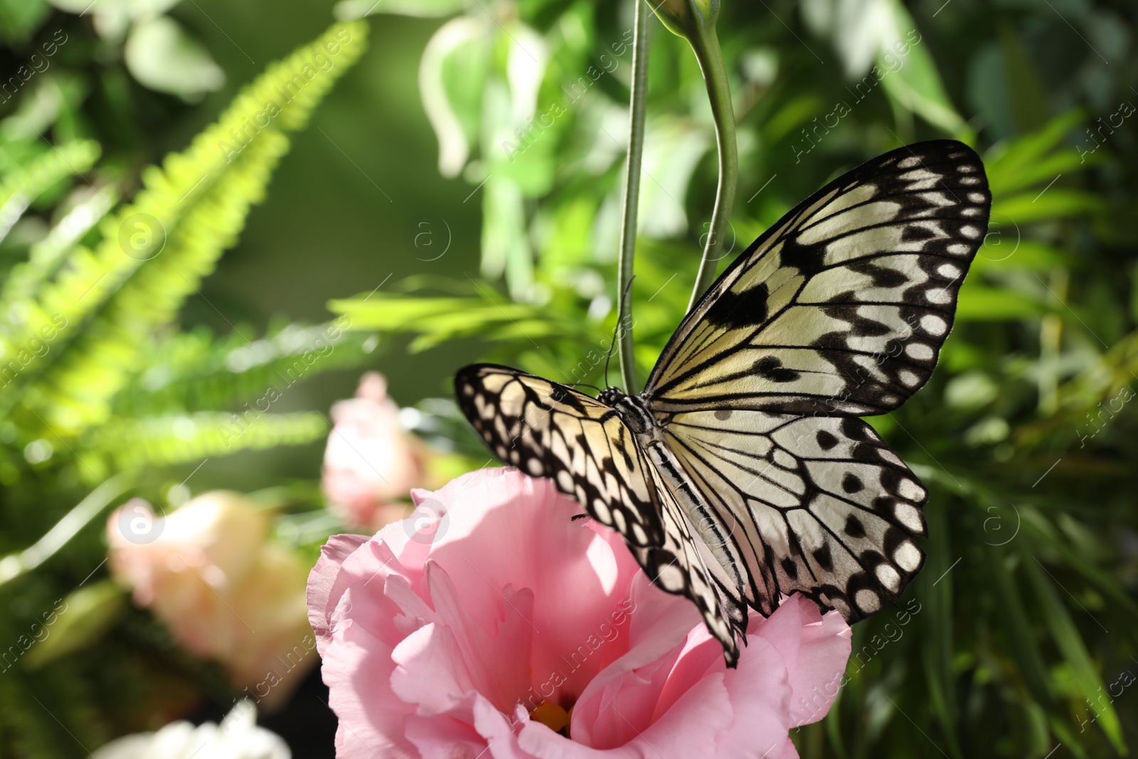 Photo of Beautiful rice paper butterfly on pink flower in garden