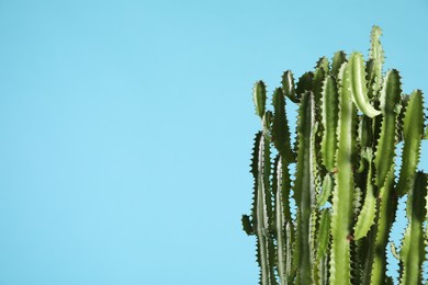 Photo of Beautiful cactus on light blue background, space for text. Tropical plant