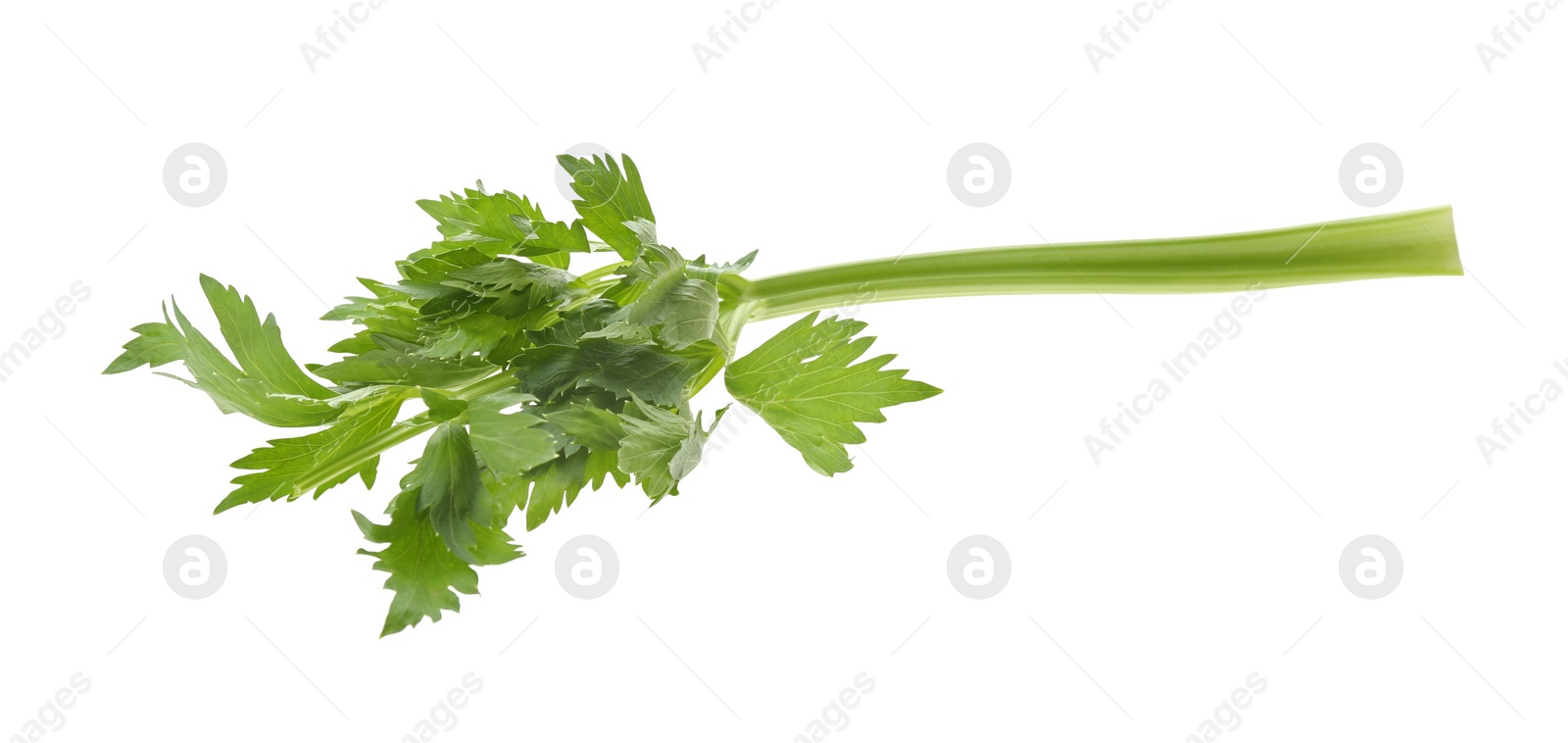 Photo of Fresh green celery stem with leaves isolated on white