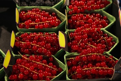 Many fresh red currants on cardboard containers at market